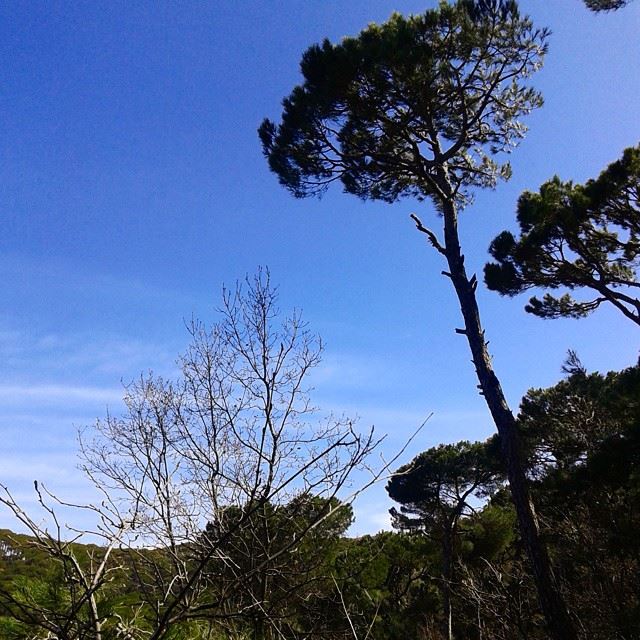 pine natureoflebanon nature forest