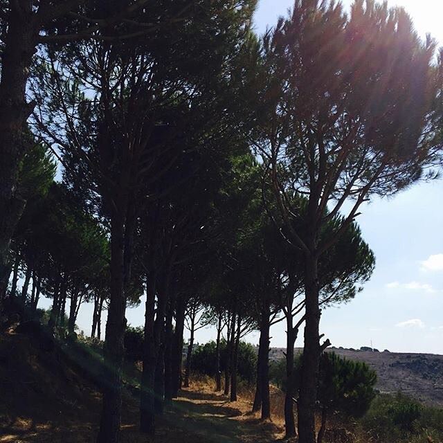 Pines of aishieh are not any pines 👌😌 Send your photos dm.📷 (Aishiye)