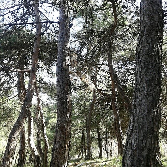 pinetreesforestnatureshots (Bhersaf)