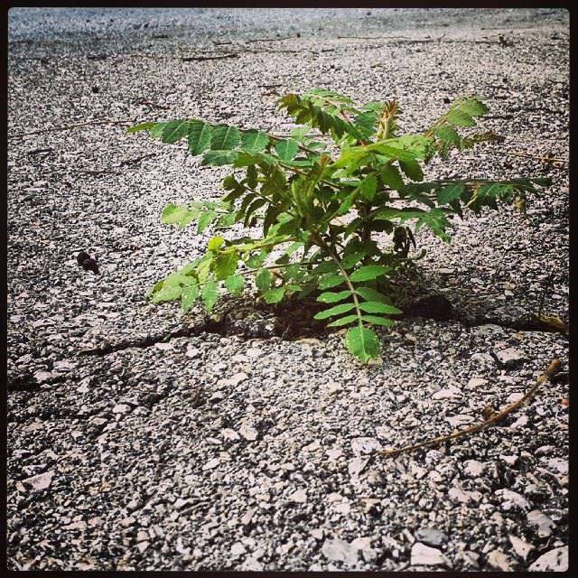 Power of life  plant  tree  nature  life  power  strong  green  street ...