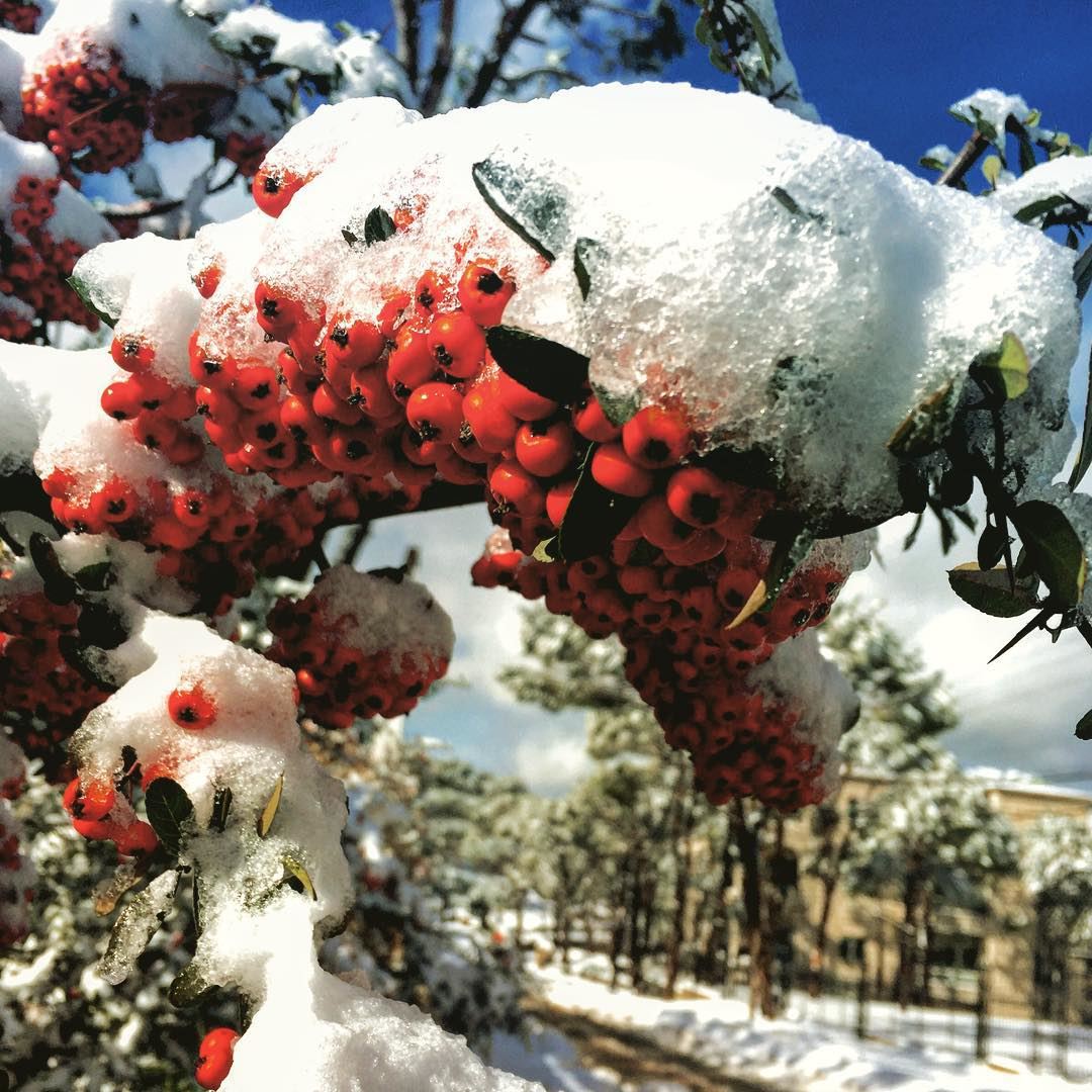 Prolonger la magie  neige  snow  bay  red  baies  mountain  winter  hedges...