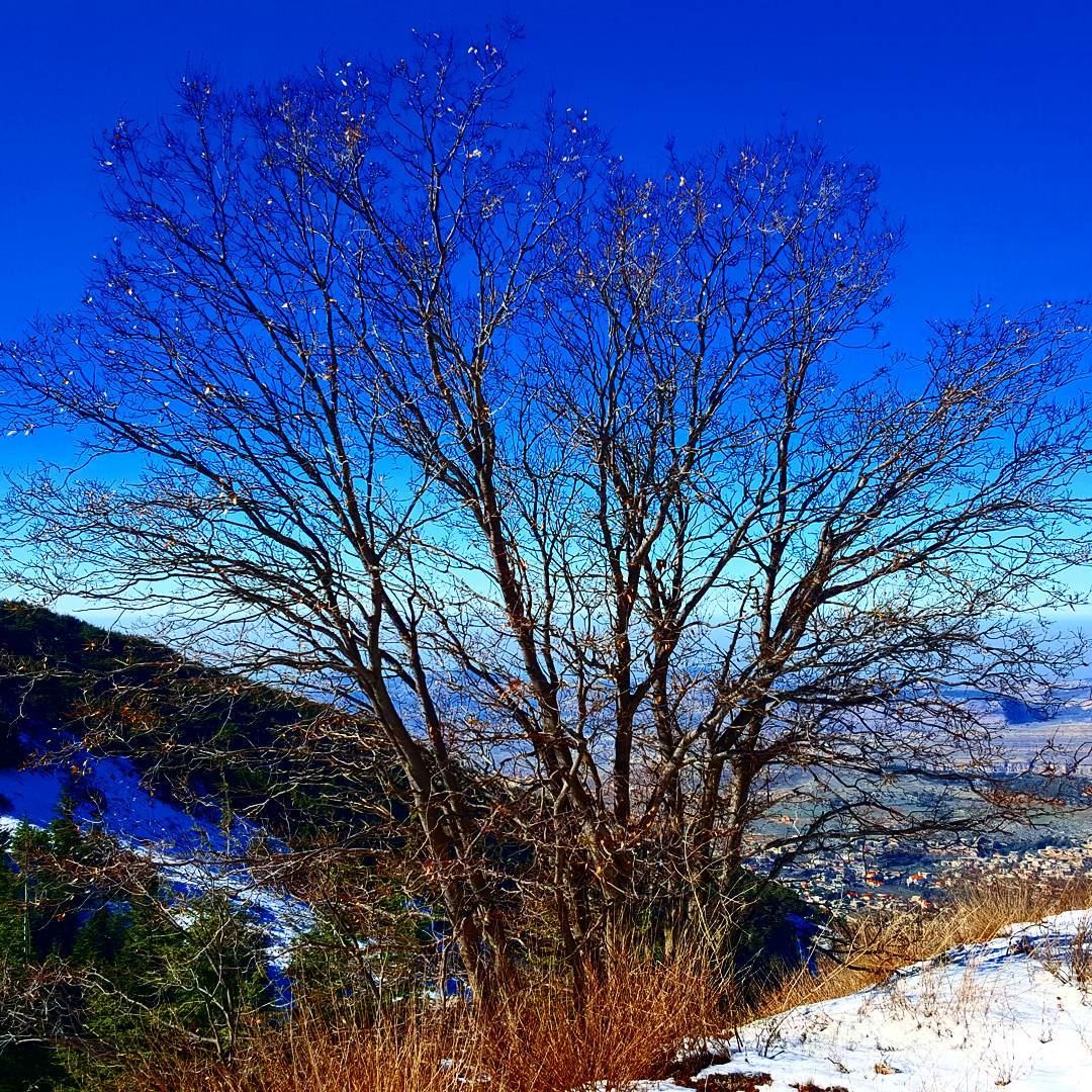  promaxsports  hikinglebanon  mashiya  shoufreserve  hiking  lfl ... (Al Shouf Cedar Nature Reserve)