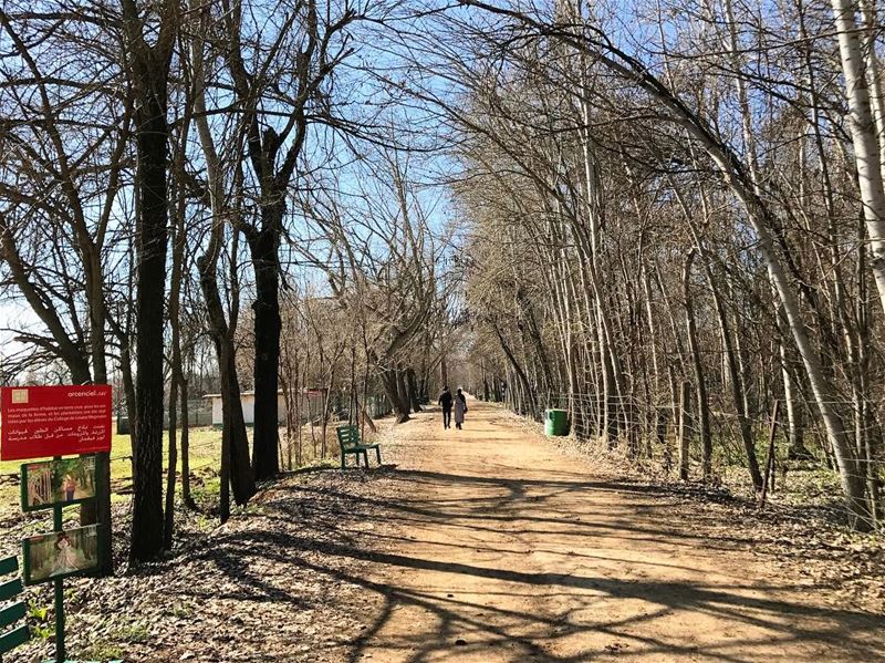 Promenons-nous dans les bois🍃