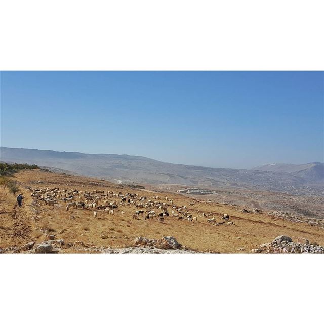 🐩🐐 (Qaraaoun, Béqaa, Lebanon)