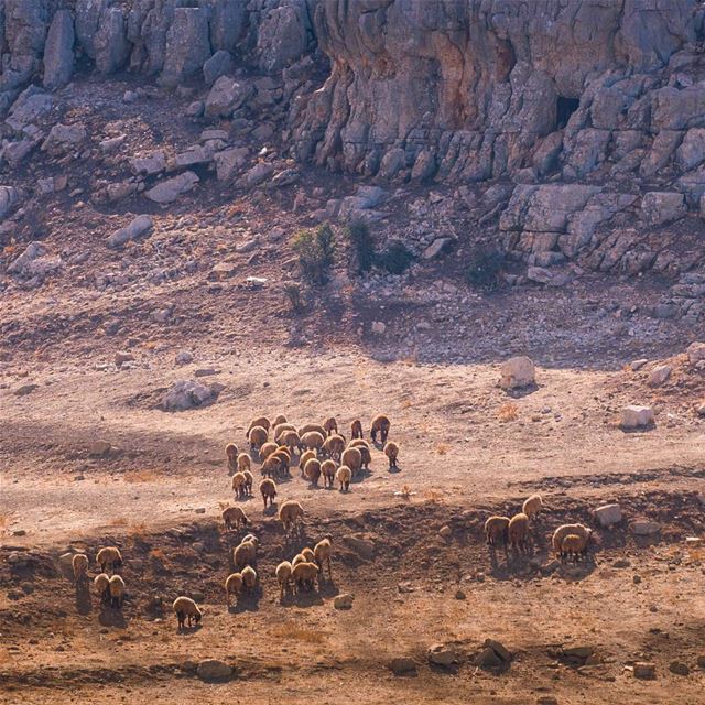 Qartabiac sheep 🤓  lebanon ... (Qartaba)