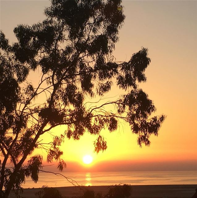  ramadan  lebanon  beirut  sun  sunset  sea  summer  tree  nature  sky ...