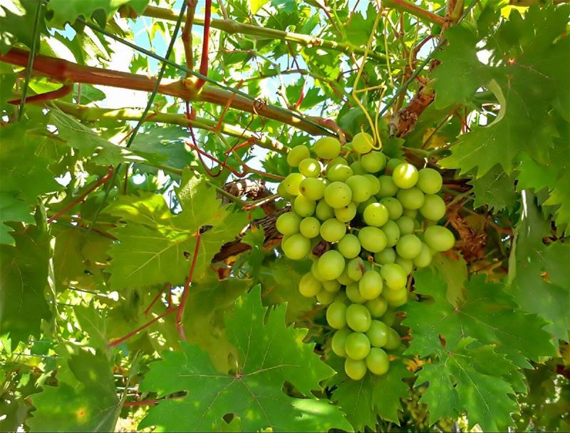  rasnhash  🍇  batroun  lebanon  kalawounphoto  🍀  livelovebatroun ... (Ras Nhash- Batroun)