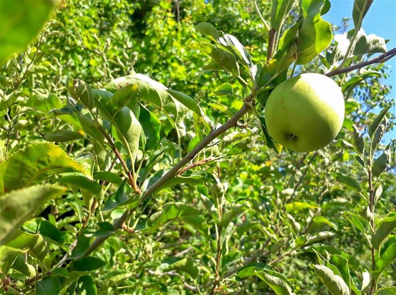  rasnhash  batroun  lebanon  🍏  kalawounphoto  livelovebatroun ... (Ras Nhash- Batroun)