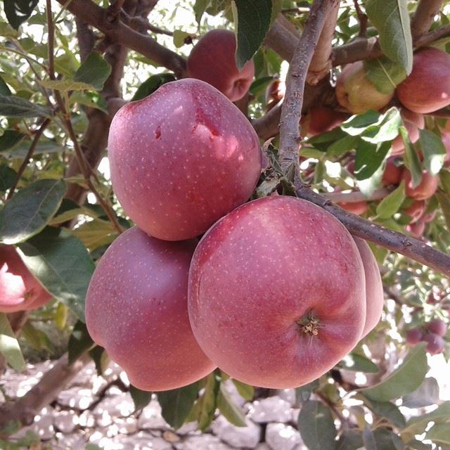 red  apple mountain apple tree (Tarchich)