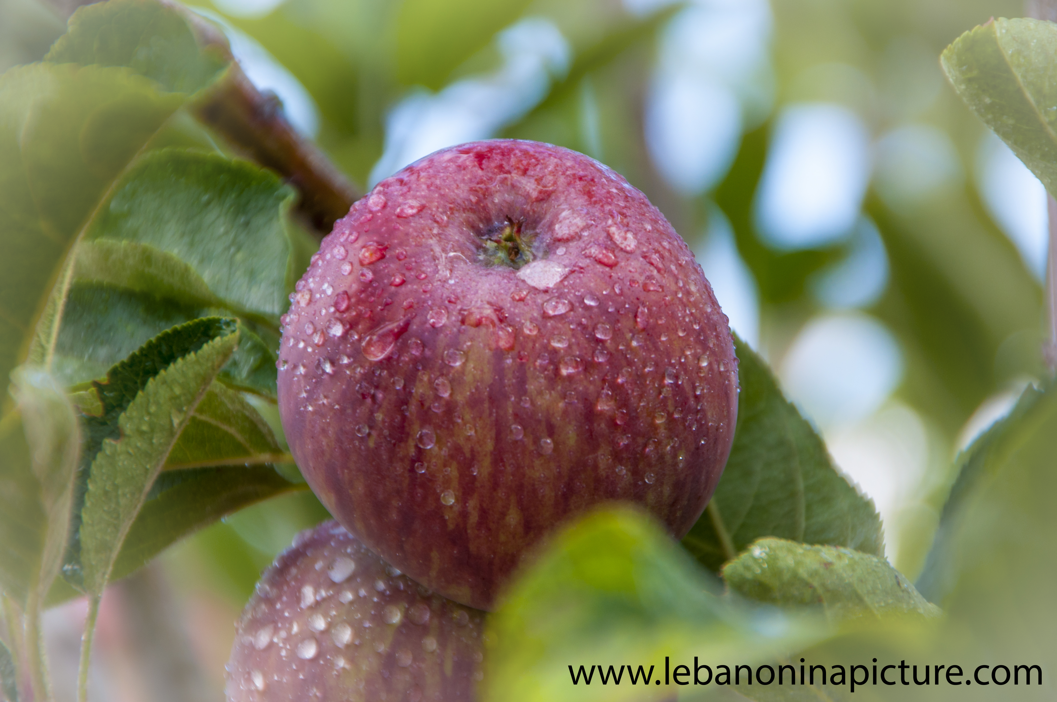 Red Apples