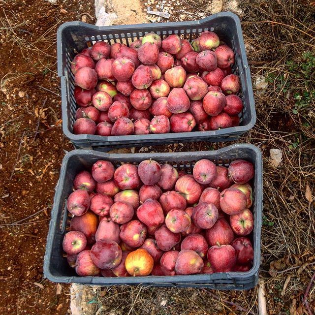 redapple pommesrouges fall autum automnefruits