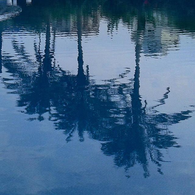 reflection water palmtrees