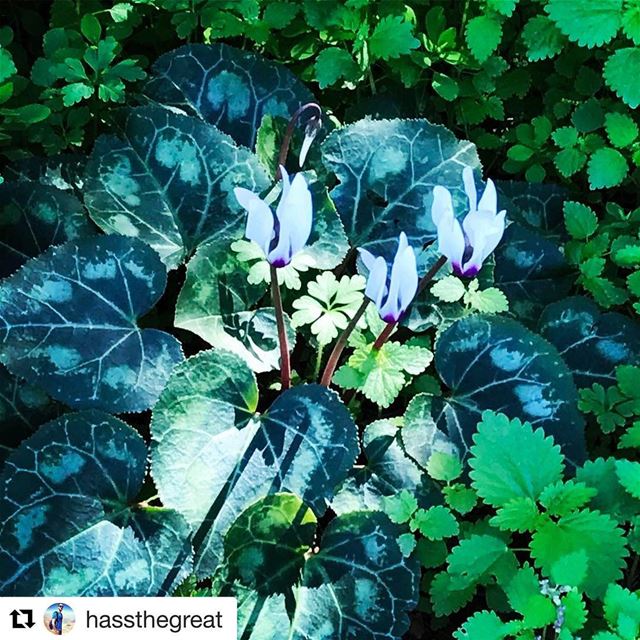  Repost @hassthegreat with @repostapp・・・It's always spring in my heart🌷...