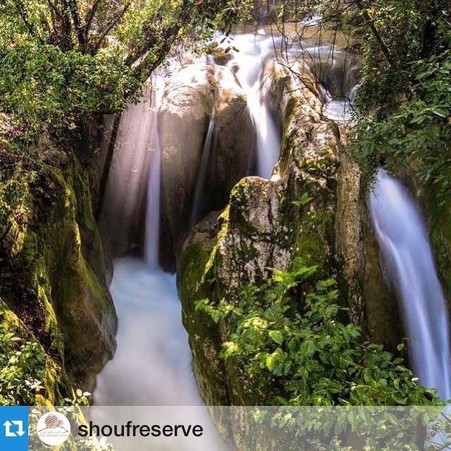  Repost @shoufreserve with @repostapp. ・・・ They say if you want to...