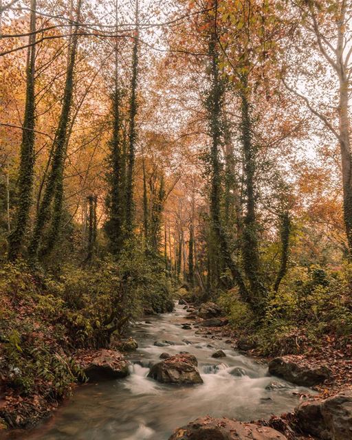 🍁🍂..... river autumn trees forest rocks landscape... (Wadi Qannubin, Liban-Nord, Lebanon)