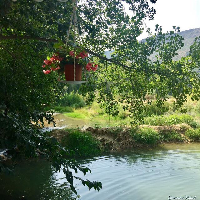  river   green flowers  trees  nature ...