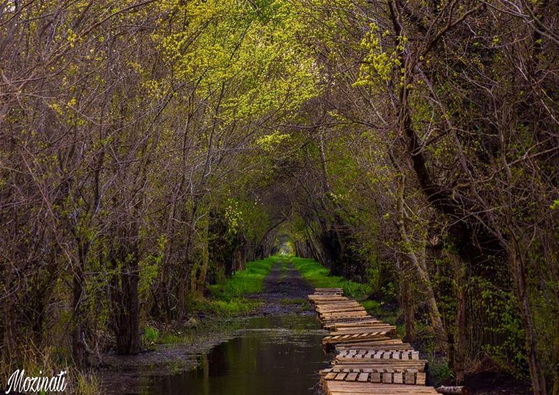 Road To Infinity ..__________________________________ naturephotography... (`Ammiq, Béqaa, Lebanon)