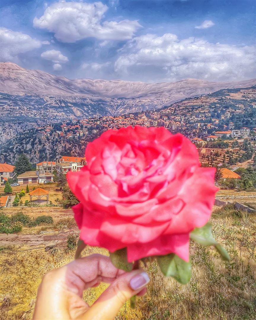 🌹🗻 Rose of the mountain 🗻🌹________________________________________... (Hasroun)