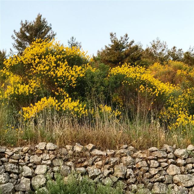 🌼🌼🌼 (Roûm, Al Janub, Lebanon)