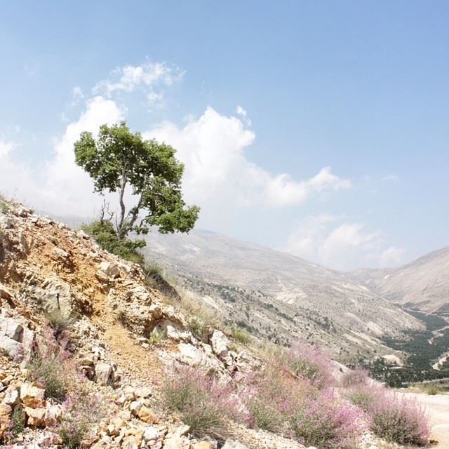  sannine  mountain  bekaa  valley   lebanon  tree  flowers  pink  sky ...