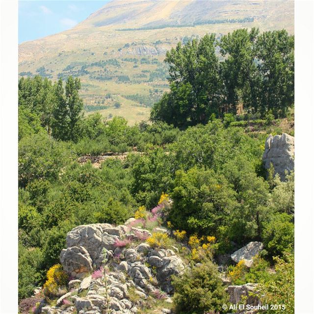  sannine  nature  flowers  mountains  sky  lebanon  colorful ...