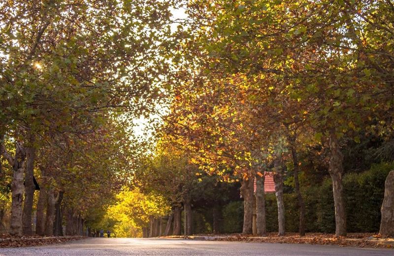  sawfar autumn landscape sightseeing nature lebanon beautifullebanon... (Sawfar, Mont-Liban, Lebanon)