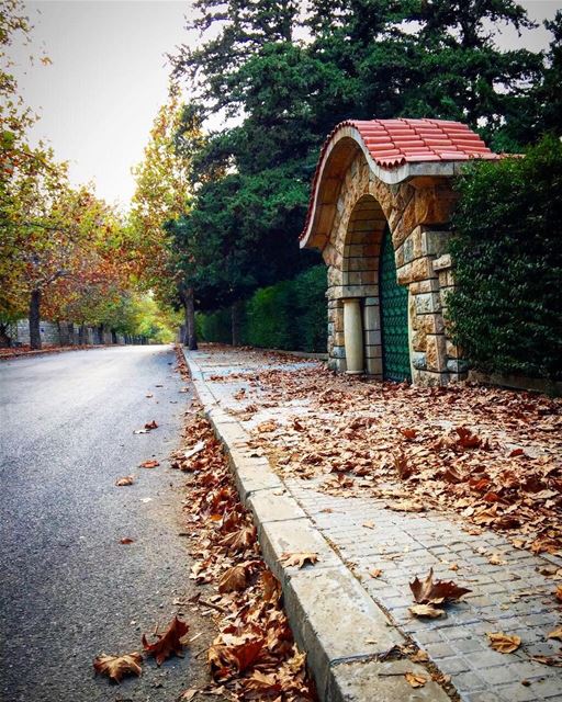  sawfar fall yellowtree... photography photographer photooftheday... (Sawfar, Mont-Liban, Lebanon)