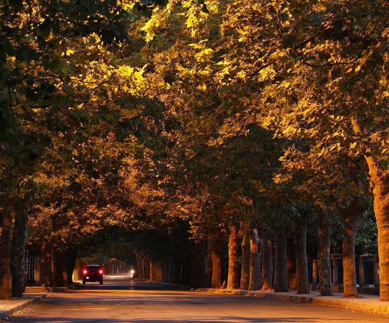  sawfar fall yellowtree... photography photographer photooftheday... (Sawfar, Mont-Liban, Lebanon)