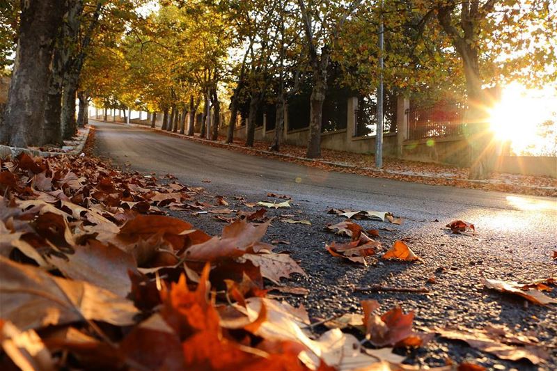  sawfar fall yellowtree 🍂🍁... photography photographer photooftheday... (Sawfar, Mont-Liban, Lebanon)