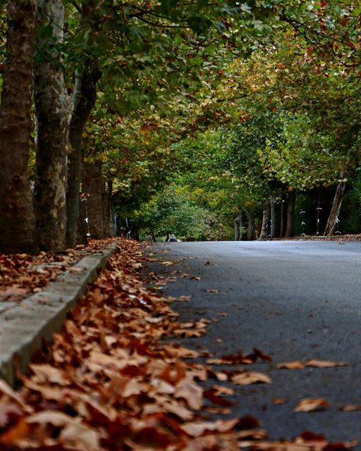  sawfar fall yellowtree 🍂🍁... photography photographer photooftheday... (Sawfar, Mont-Liban, Lebanon)