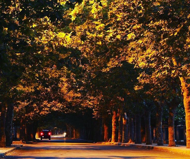  sawfar lebanon mountains fall street trees colorful natureporn ... (Sawfar, Mont-Liban, Lebanon)