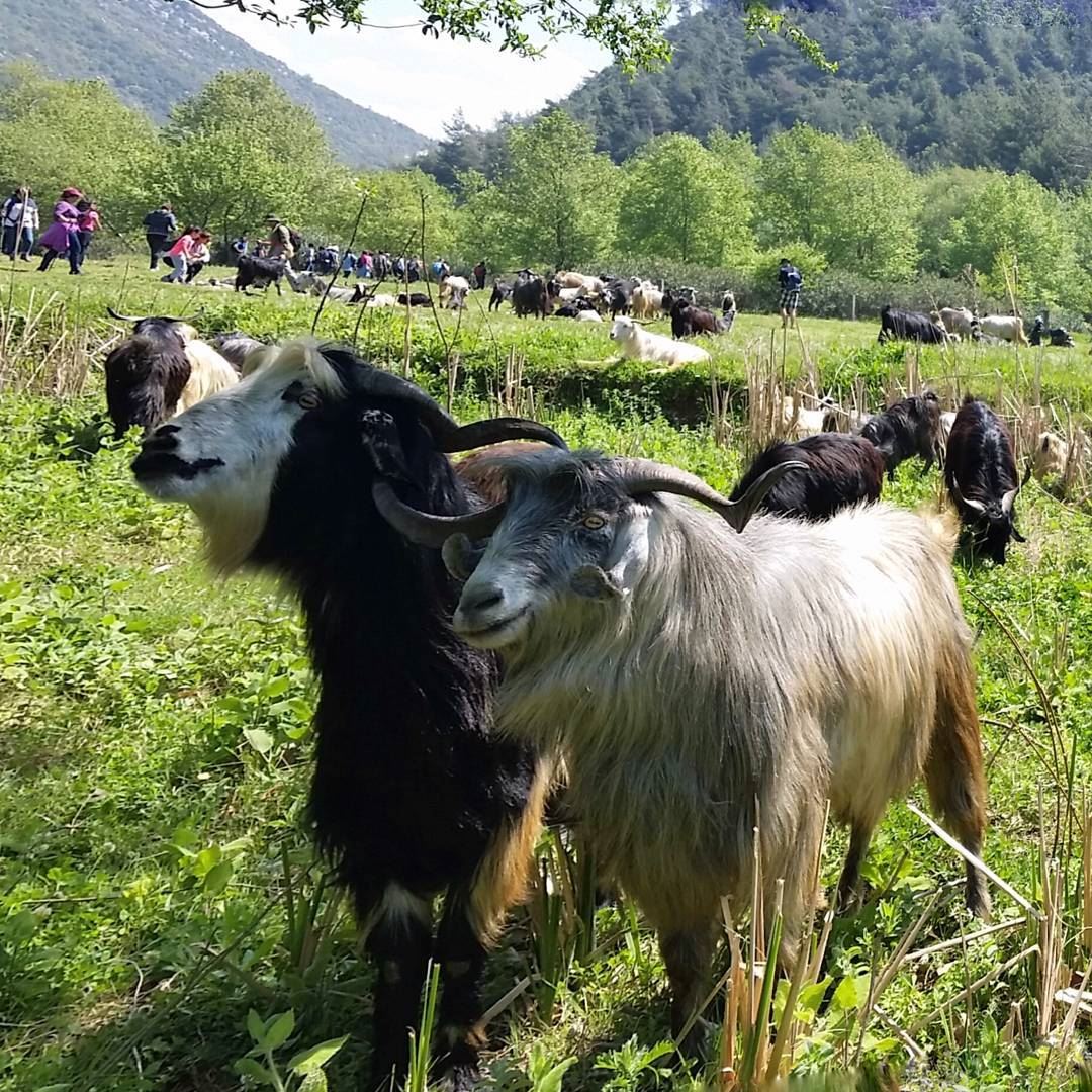 Say Cheese 🐏🐏  livelovebeirut  livelovelebanon  m_illusion  igpodium ... (Ouyoun El Samak)