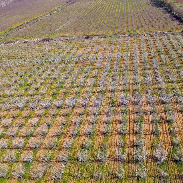 Say "Trees" spring  trees  ammiq  bekaa  lebanon  landscape  symmetry ... (`Ammiq, Béqaa, Lebanon)