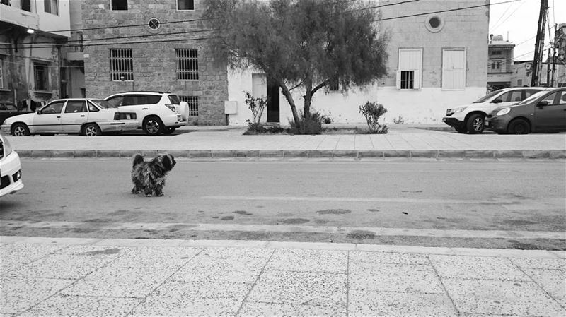 Seven days, seven black and white photos of your life. No people, no... (Tyre, Lebanon)