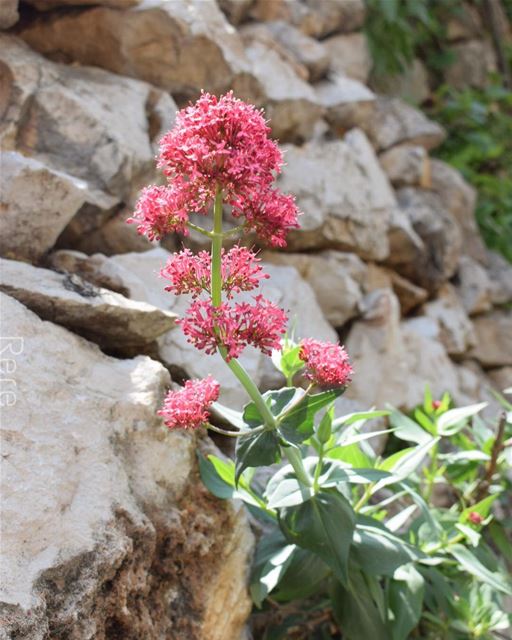 She was blooming between hard rocks🌷 whatsupplebanon  liveloveserjbel  ... (Tannurin At Tahta, Liban-Nord, Lebanon)