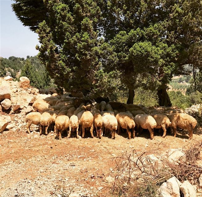 Shhttttt!!! keep calm Sheep love Sleep 🐑😴 sheep sleeping nature... (`Akkar, Liban-Nord, Lebanon)