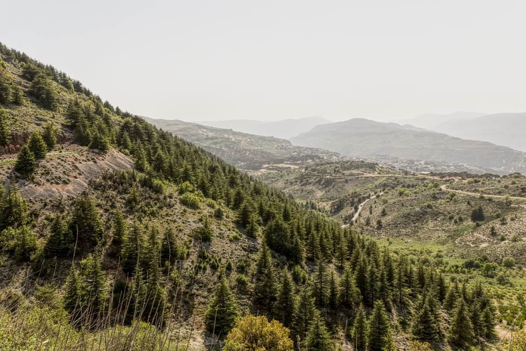  shouf  cedars  cedar  lebanon  nature  landscape ... (Shouf Biosphere Reserve)