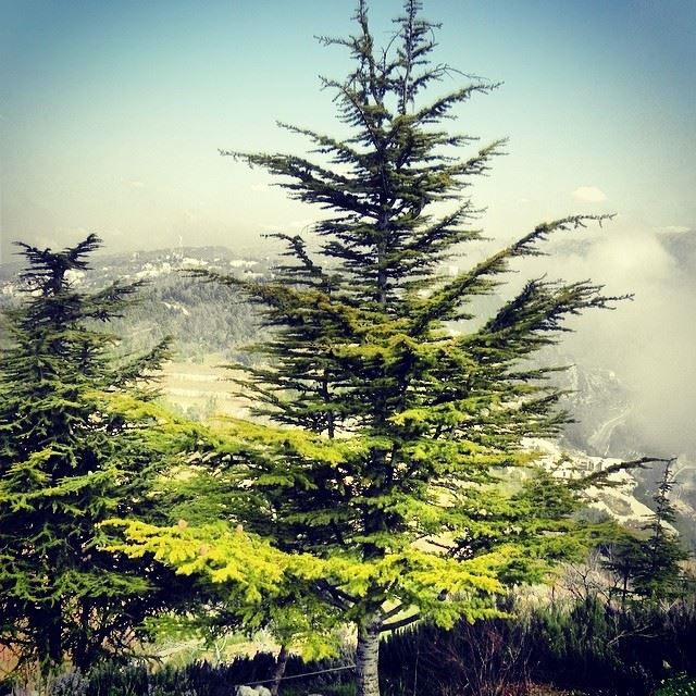 sky cloud nature tree green mountain weather north Lebanon...