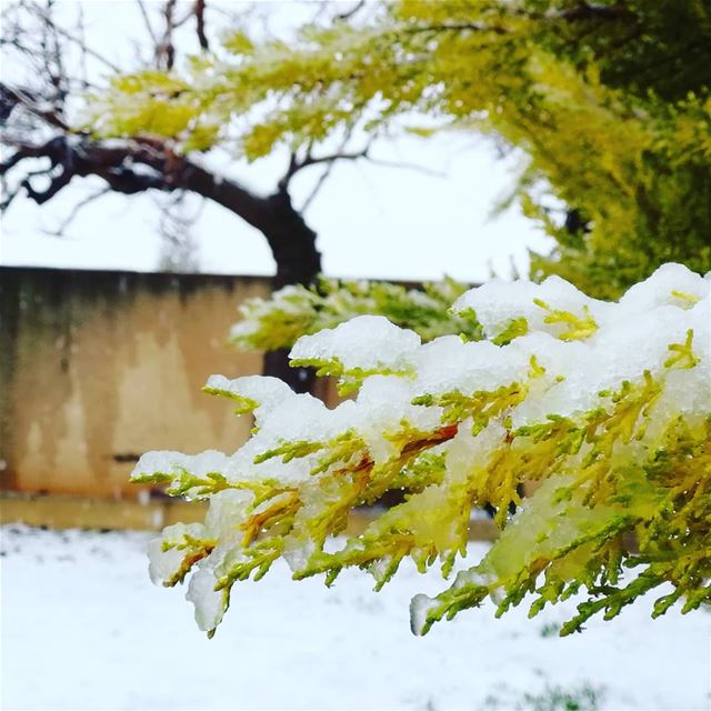  snow phorography naturephotography lebanon lebanonphotography... (Brîtel, Béqaa, Lebanon)