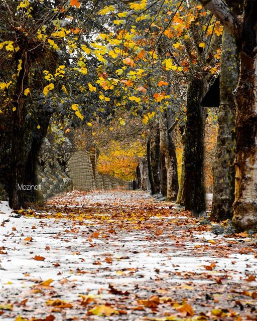  snow snowy winter super_lebanon autumn🍁 streetshot streetstyle... (Sawfar, Mont-Liban, Lebanon)