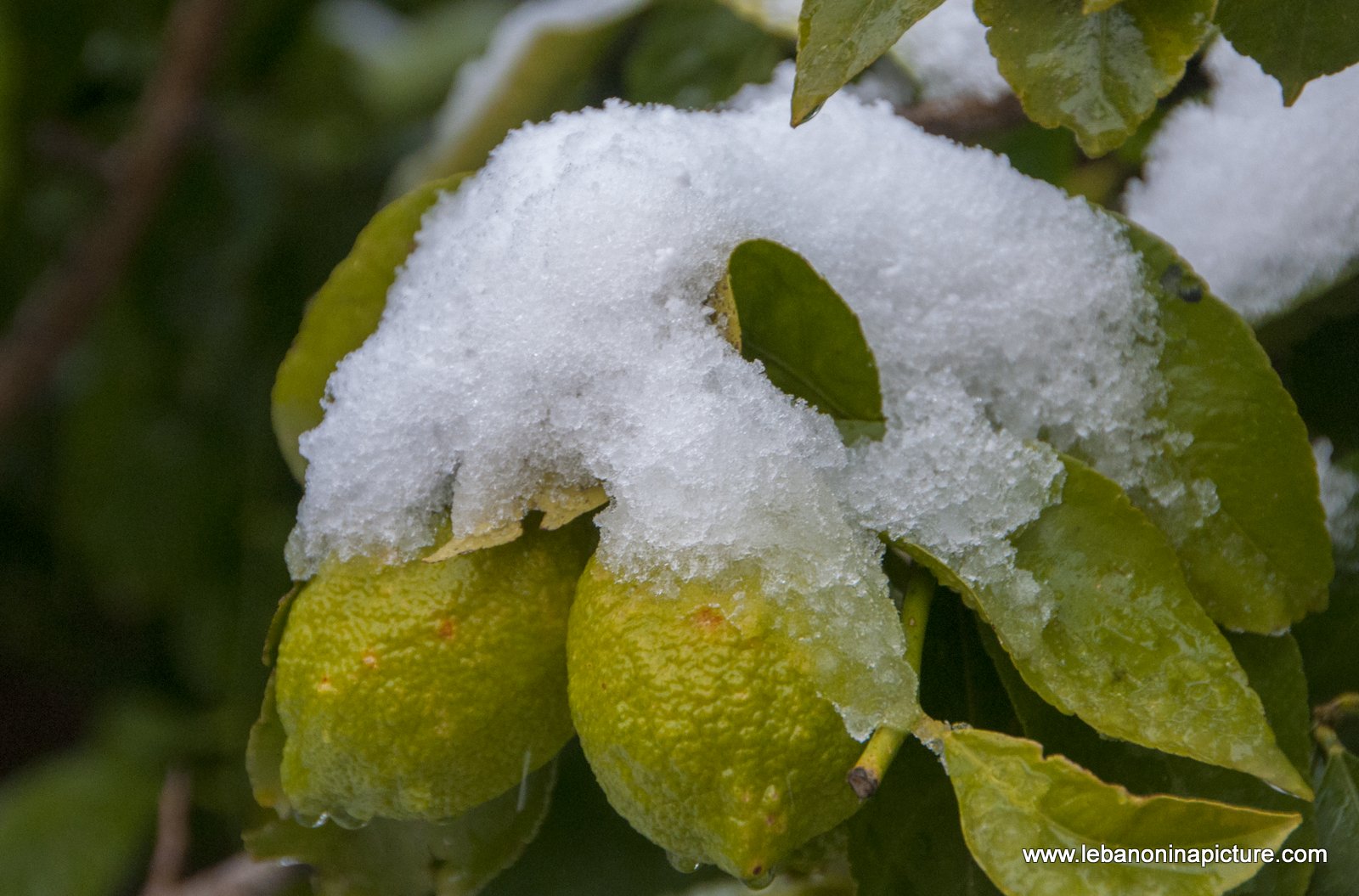 Snow Storm in (Yaroun)