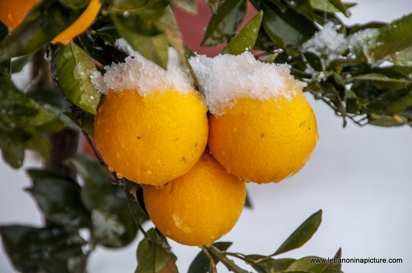 Snow Storm in (Yaroun)