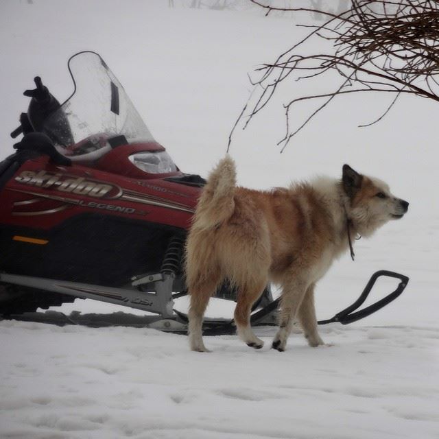  snow  white  landscape  scenery  lebanon  mountain  dog  livelovelebanon ...