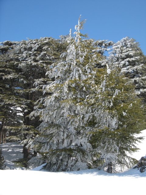 Snowshoeing Arz Bakafra 2009