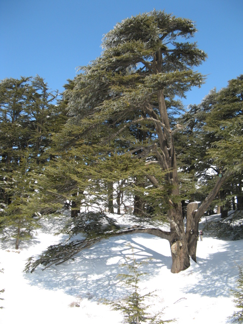 Snowshoeing Arz Bakafra 2009