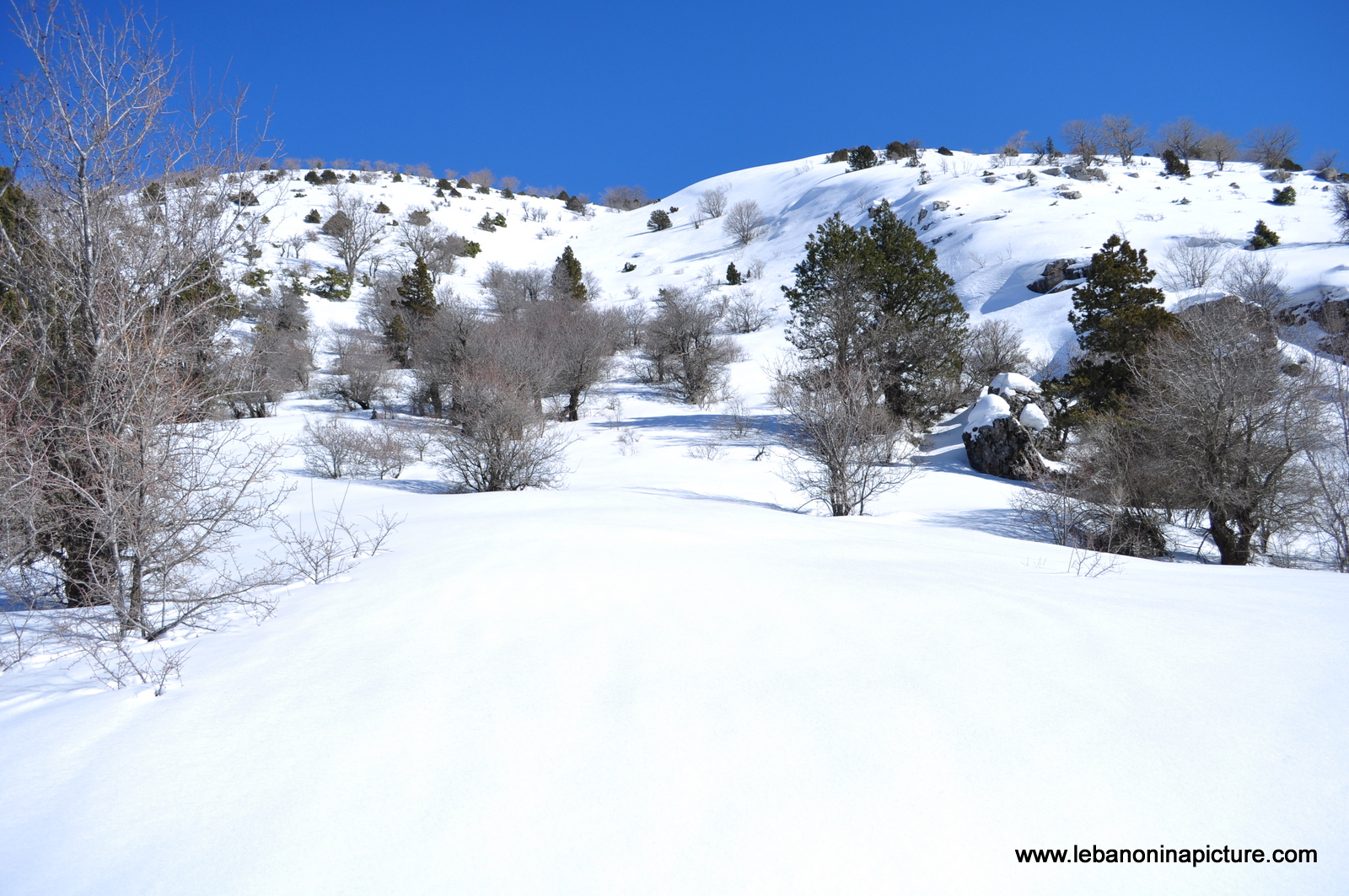 Snowshoeing Ehden Reserve (Horsh Ehden Winter 2012)