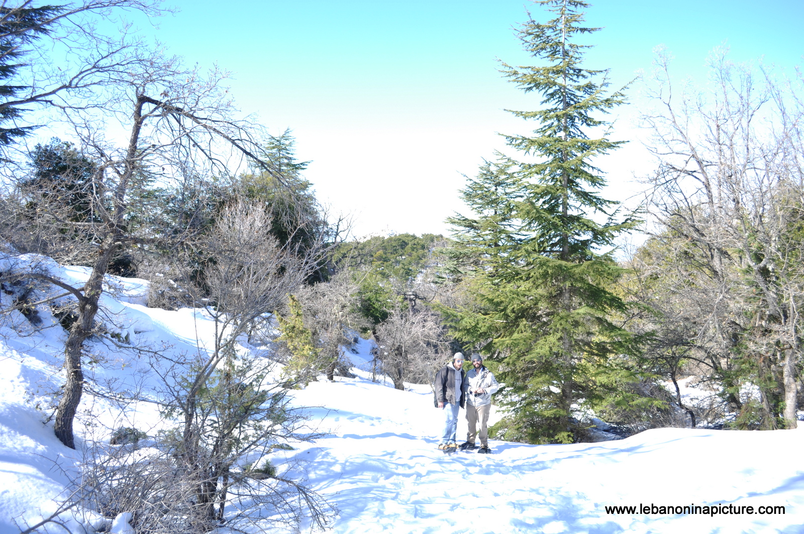 Snowshoeing Ehden Reserve (Horsh Ehden Winter 2012)