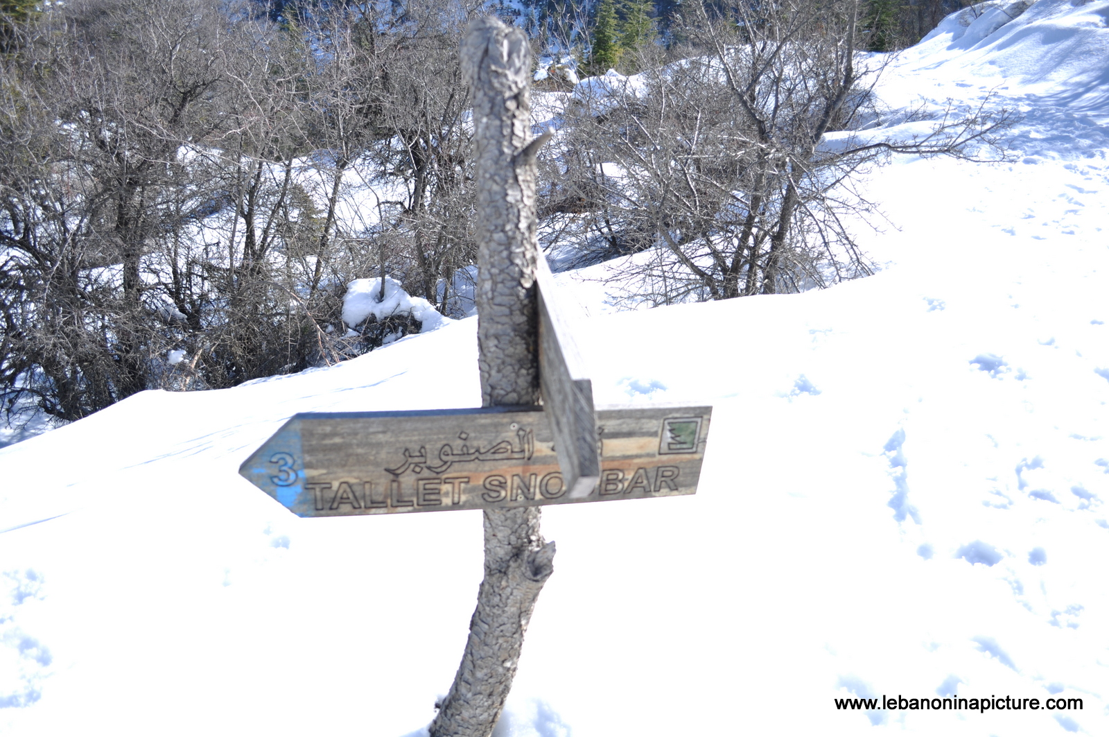 Snowshoeing Ehden Reserve (Horsh Ehden Winter 2012)