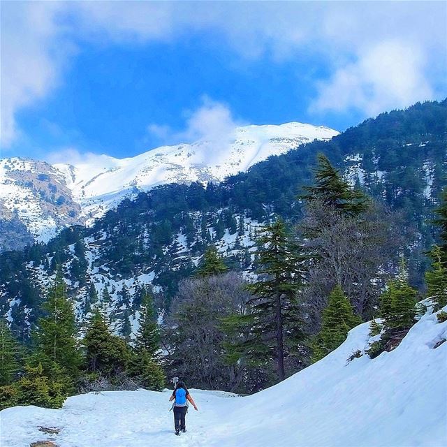  snowshoeinglebanon  explorelebanon  picoftheday  livelovelebanon ... (Horsh Ehden Nature Reserve)