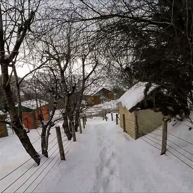  snowshoeinglebanon  explorelebanon  picoftheday  livelovelebanon ... (Horsh Ehden Nature Reserve)